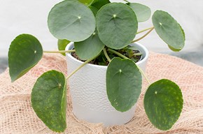 Pilea (pianta delle monete)